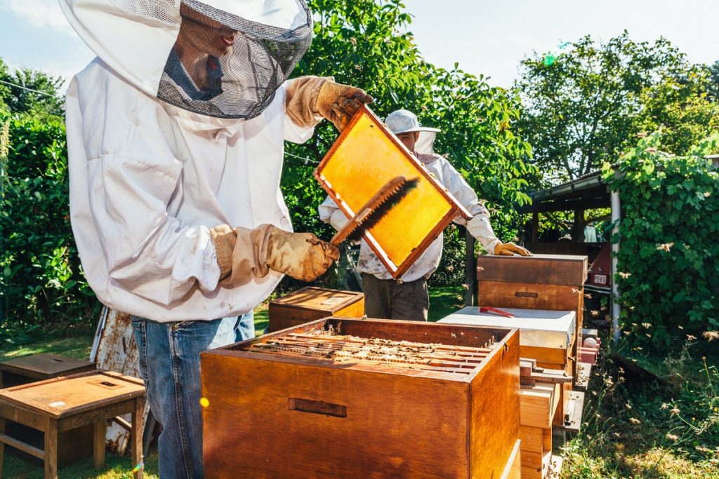 beekeeper in a protective suit