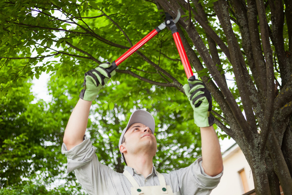 trimming tree branches
